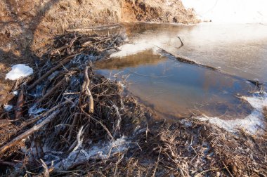 Bahar Orman, solmuş çimen, son kar, sıcak bahar günü, masaüstü duvar kağıtları. Bu fotoğraf iyi tasarım çözümü. Kunduzlar bir baraj inşa