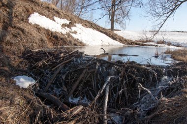 Bahar Orman, solmuş çimen, son kar, sıcak bahar günü, masaüstü duvar kağıtları. Bu fotoğraf iyi tasarım çözümü. Kunduzlar bir baraj inşa