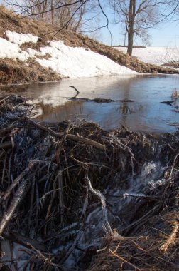 Bahar Orman, solmuş çimen, son kar, sıcak bahar günü, masaüstü duvar kağıtları. Bu fotoğraf iyi tasarım çözümü. Kunduzlar bir baraj inşa