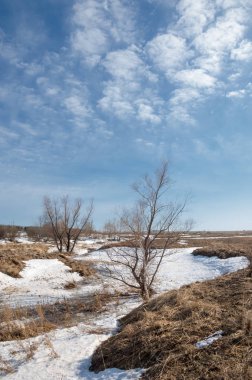Bahar Orman, solmuş çimen, son kar, sıcak bahar günü, masaüstü duvar kağıtları. Bu fotoğraf iyi tasarım çözümü. 