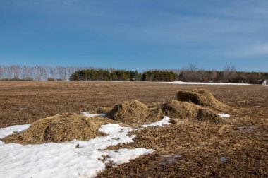 Bahar Orman, solmuş çimen, son kar, sıcak bahar günü, masaüstü duvar kağıtları. Bu fotoğraf iyi tasarım çözümü. 
