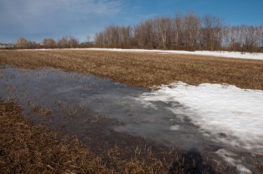 Bahar Orman, solmuş çimen, son kar, sıcak bahar günü, masaüstü duvar kağıtları. Bu fotoğraf iyi tasarım çözümü. 