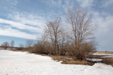 Bahar Orman, solmuş çimen, son kar, sıcak bahar günü, masaüstü duvar kağıtları. Bu fotoğraf iyi tasarım çözümü. 