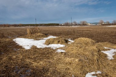 Bahar Orman, solmuş çimen, son kar, sıcak bahar günü, masaüstü duvar kağıtları. Bu fotoğraf iyi tasarım çözümü. 
