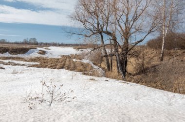 Bahar Orman, solmuş çimen, son kar, sıcak bahar günü, masaüstü duvar kağıtları. Bu fotoğraf iyi tasarım çözümü. 