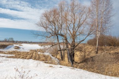 Bahar Orman, solmuş çimen, son kar, sıcak bahar günü, masaüstü duvar kağıtları. Bu fotoğraf iyi tasarım çözümü. 