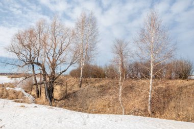 Bahar Orman, solmuş çimen, son kar, sıcak bahar günü, masaüstü duvar kağıtları. Bu fotoğraf iyi tasarım çözümü. 