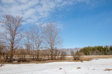 Bahar Orman, solmuş çimen, son kar, sıcak bahar günü, masaüstü duvar kağıtları. Bu fotoğraf iyi tasarım çözümü. 