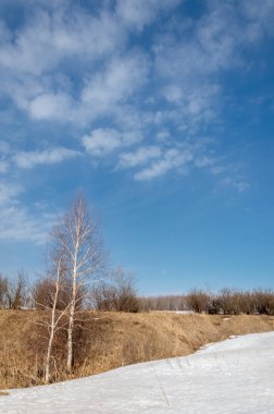 Bahar Orman, solmuş çimen, son kar, sıcak bahar günü, masaüstü duvar kağıtları. Bu fotoğraf iyi tasarım çözümü. 