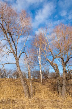 Bahar Orman, solmuş çimen, son kar, sıcak bahar günü, masaüstü duvar kağıtları. Bu fotoğraf iyi tasarım çözümü. 