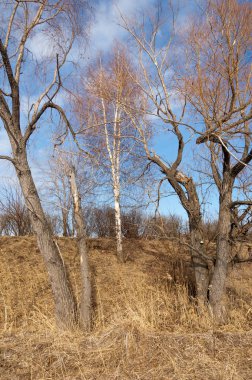 Bahar Orman, solmuş çimen, son kar, sıcak bahar günü, masaüstü duvar kağıtları. Bu fotoğraf iyi tasarım çözümü. 