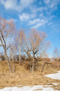 Bahar Orman, solmuş çimen, son kar, sıcak bahar günü, masaüstü duvar kağıtları. Bu fotoğraf iyi tasarım çözümü. 