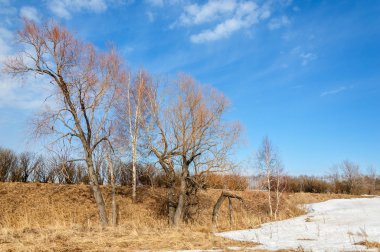 Bahar Orman, solmuş çimen, son kar, sıcak bahar günü, masaüstü duvar kağıtları. Bu fotoğraf iyi tasarım çözümü. 