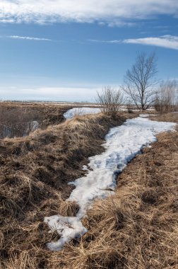 Bahar Orman, solmuş çimen, son kar, sıcak bahar günü, masaüstü duvar kağıtları. Bu fotoğraf iyi tasarım çözümü. 