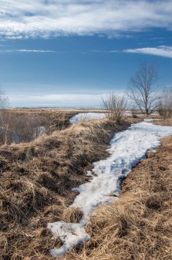 Bahar Orman, solmuş çimen, son kar, sıcak bahar günü, masaüstü duvar kağıtları. Bu fotoğraf iyi tasarım çözümü. 