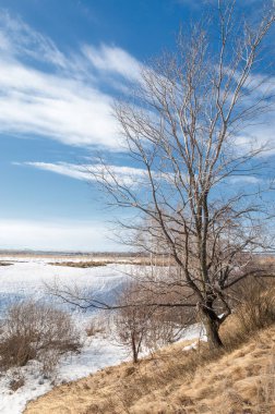 Bahar Orman, solmuş çimen, son kar, sıcak bahar günü, masaüstü duvar kağıtları. Bu fotoğraf iyi tasarım çözümü. 