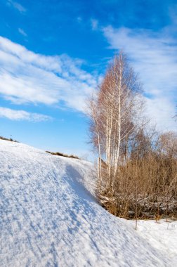 Bahar Orman, solmuş çimen, son kar, sıcak bahar günü, masaüstü duvar kağıtları. Bu fotoğraf iyi tasarım çözümü. 