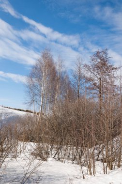 Bahar Orman, solmuş çimen, son kar, sıcak bahar günü, masaüstü duvar kağıtları. Bu fotoğraf iyi tasarım çözümü. 