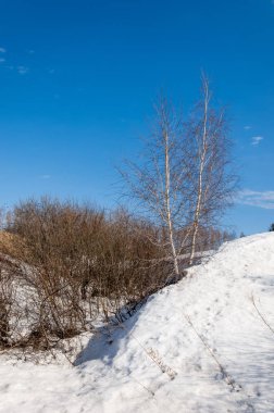 Bahar Orman, solmuş çimen, son kar, sıcak bahar günü, masaüstü duvar kağıtları. Bu fotoğraf iyi tasarım çözümü. 