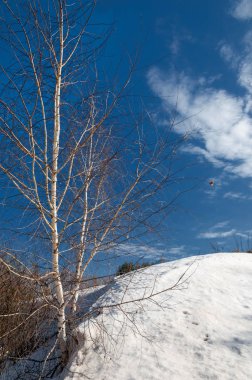 Bahar Orman, solmuş çimen, son kar, sıcak bahar günü, masaüstü duvar kağıtları. Bu fotoğraf iyi tasarım çözümü. 