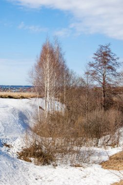 Bahar Orman, solmuş çimen, son kar, sıcak bahar günü, masaüstü duvar kağıtları. Bu fotoğraf iyi tasarım çözümü. 