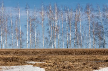 Bahar Orman, solmuş çimen, son kar, sıcak bahar günü, masaüstü duvar kağıtları. Bu fotoğraf iyi tasarım çözümü. 
