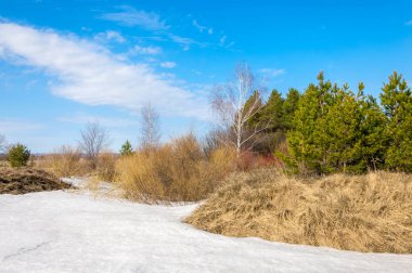 Bahar Orman, solmuş çimen, son kar, sıcak bahar günü, masaüstü duvar kağıtları. Bu fotoğraf iyi tasarım çözümü. 