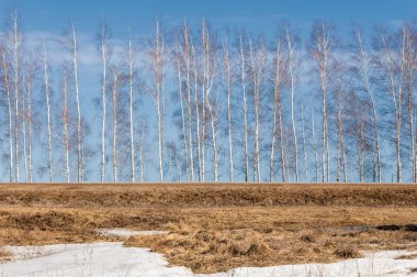 Bahar Orman, solmuş çimen, son kar, sıcak bahar günü, masaüstü duvar kağıtları. Bu fotoğraf iyi tasarım çözümü. 