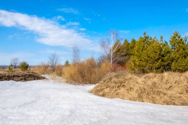 Bahar Orman, solmuş çimen, son kar, sıcak bahar günü, masaüstü duvar kağıtları. Bu fotoğraf iyi tasarım çözümü. 