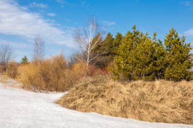 Bahar Orman, solmuş çimen, son kar, sıcak bahar günü, masaüstü duvar kağıtları. Bu fotoğraf iyi tasarım çözümü. 