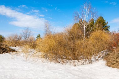Bahar Orman, solmuş çimen, son kar, sıcak bahar günü, masaüstü duvar kağıtları. Bu fotoğraf iyi tasarım çözümü. 