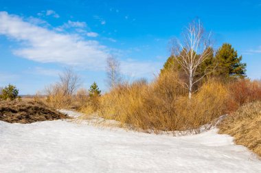 Bahar Orman, solmuş çimen, son kar, sıcak bahar günü, masaüstü duvar kağıtları. Bu fotoğraf iyi tasarım çözümü. 
