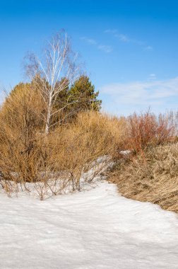Bahar Orman, solmuş çimen, son kar, sıcak bahar günü, masaüstü duvar kağıtları. Bu fotoğraf iyi tasarım çözümü. 