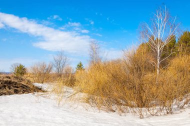 Bahar Orman, solmuş çimen, son kar, sıcak bahar günü, masaüstü duvar kağıtları. Bu fotoğraf iyi tasarım çözümü. 