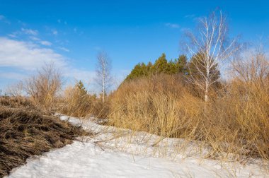 Bahar Orman, solmuş çimen, son kar, sıcak bahar günü, masaüstü duvar kağıtları. Bu fotoğraf iyi tasarım çözümü. 