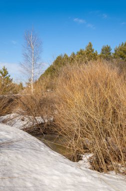 Bahar Orman, solmuş çimen, son kar, sıcak bahar günü, masaüstü duvar kağıtları. Bu fotoğraf iyi tasarım çözümü. 