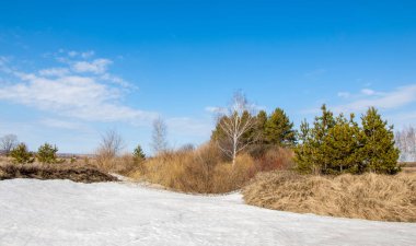 Bahar Orman, solmuş çimen, son kar, sıcak bahar günü, masaüstü duvar kağıtları. Bu fotoğraf iyi tasarım çözümü. 