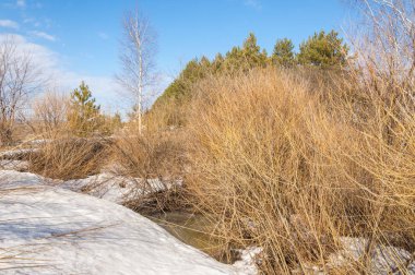 Bahar Orman, solmuş çimen, son kar, sıcak bahar günü, masaüstü duvar kağıtları. Bu fotoğraf iyi tasarım çözümü. 