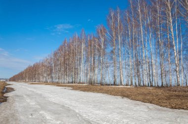 Bahar Orman, solmuş çimen, son kar, sıcak bahar günü, masaüstü duvar kağıtları. Bu fotoğraf iyi tasarım çözümü. 