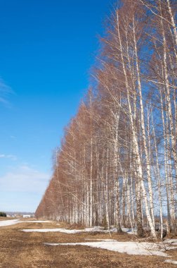 Bahar Orman, solmuş çimen, son kar, sıcak bahar günü, masaüstü duvar kağıtları. Bu fotoğraf iyi tasarım çözümü. 