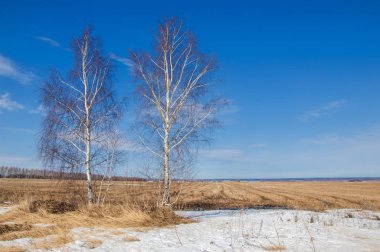 Bahar Orman, solmuş çimen, son kar, sıcak bahar günü, masaüstü duvar kağıtları. Bu fotoğraf iyi tasarım çözümü. 