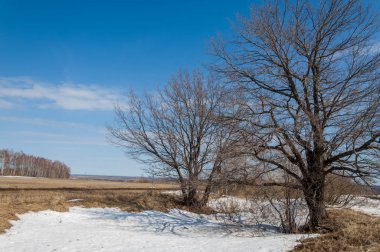 Bahar Orman, solmuş çimen, son kar, sıcak bahar günü, masaüstü duvar kağıtları. Bu fotoğraf iyi tasarım çözümü. 