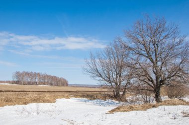 Bahar Orman, solmuş çimen, son kar, sıcak bahar günü, masaüstü duvar kağıtları. Bu fotoğraf iyi tasarım çözümü. 