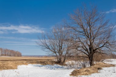 Bahar Orman, solmuş çimen, son kar, sıcak bahar günü, masaüstü duvar kağıtları. Bu fotoğraf iyi tasarım çözümü. 