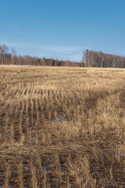 Bahar Orman, solmuş çimen, son kar, sıcak bahar günü, masaüstü duvar kağıtları. Bu fotoğraf iyi tasarım çözümü. 