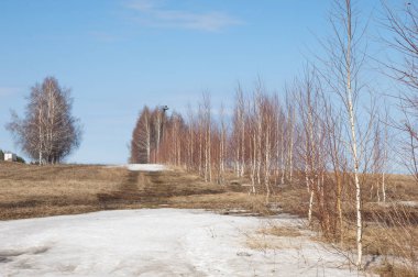 Bahar Orman, solmuş çimen, son kar, sıcak bahar günü, masaüstü duvar kağıtları. Bu fotoğraf iyi tasarım çözümü. 