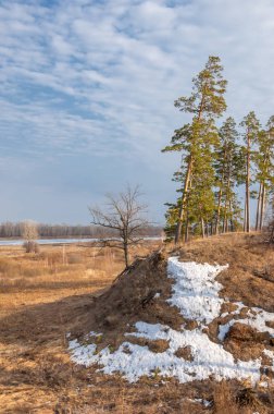 Bahar çam ormanı. bahar mevsimi. Bahar, Bahar, springtide, birinci sınıf. sezon sonra kış ve yaz önce hangi bitki örtüsü gelmeye başladı, 