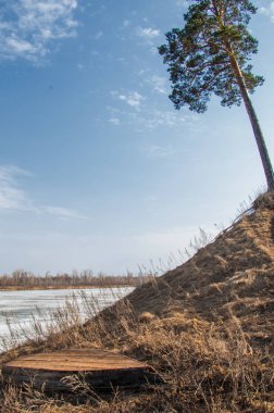 Bahar çam ormanı. bahar mevsimi. Bahar, Bahar, springtide, birinci sınıf. sezon sonra kış ve yaz önce hangi bitki örtüsü gelmeye başladı, 