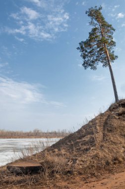 Bahar çam ormanı. bahar mevsimi. Bahar, Bahar, springtide, birinci sınıf. sezon sonra kış ve yaz önce hangi bitki örtüsü gelmeye başladı, 