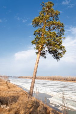 Bahar çam ormanı. bahar mevsimi. Bahar, Bahar, springtide, birinci sınıf. sezon sonra kış ve yaz önce hangi bitki örtüsü gelmeye başladı, 